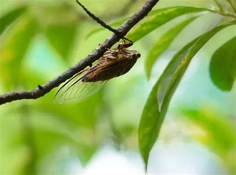 蟬在窗戶|一鳴驚人！蟬的6大吉祥寓意